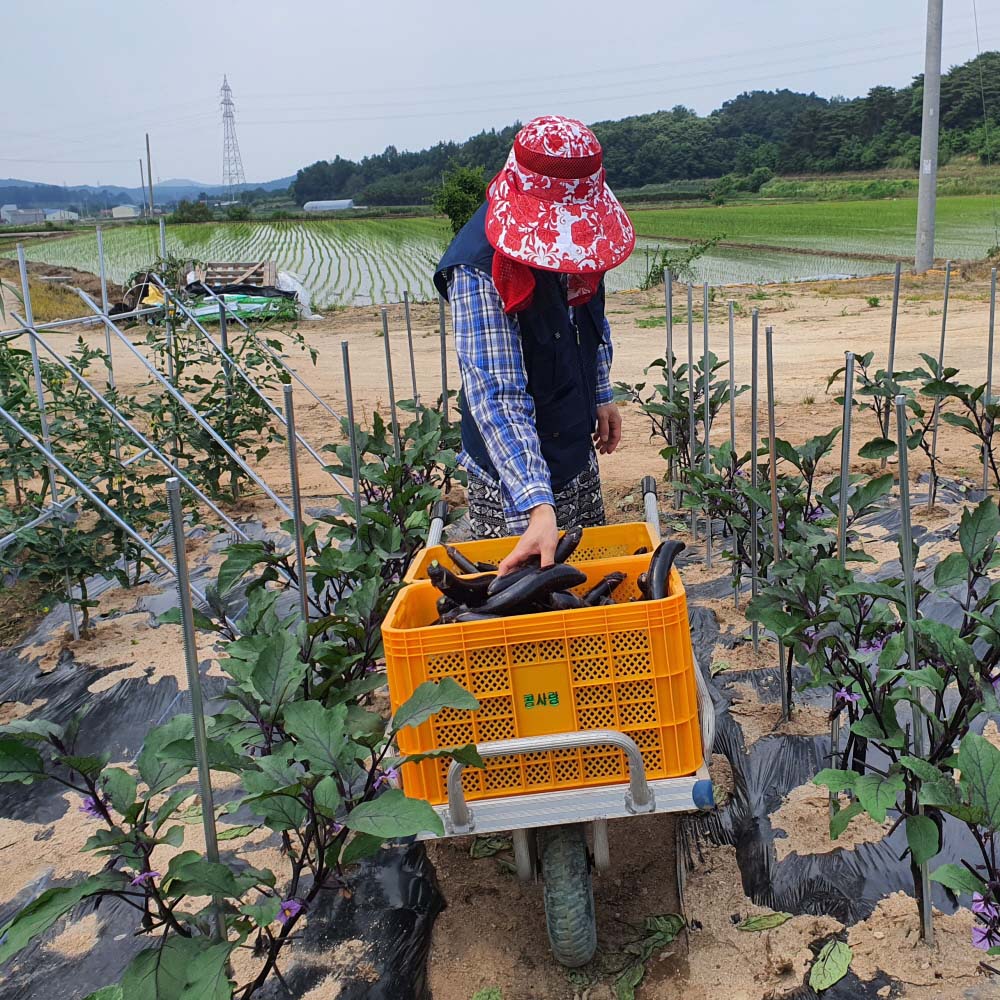 싸리재 국산 [ 말린 가지 70g ] 건조 가지말랭이 건가지나물 건나물 - 상세 이미지 5