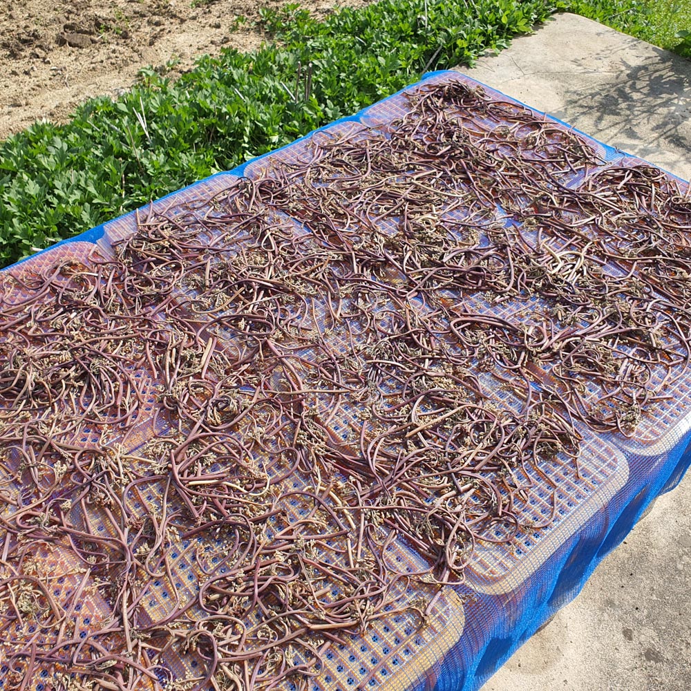 25년 국산 햇 먹고사리 100g 부드럽고 통통한 말린고사리 할머니고사리 - 상세 이미지 4