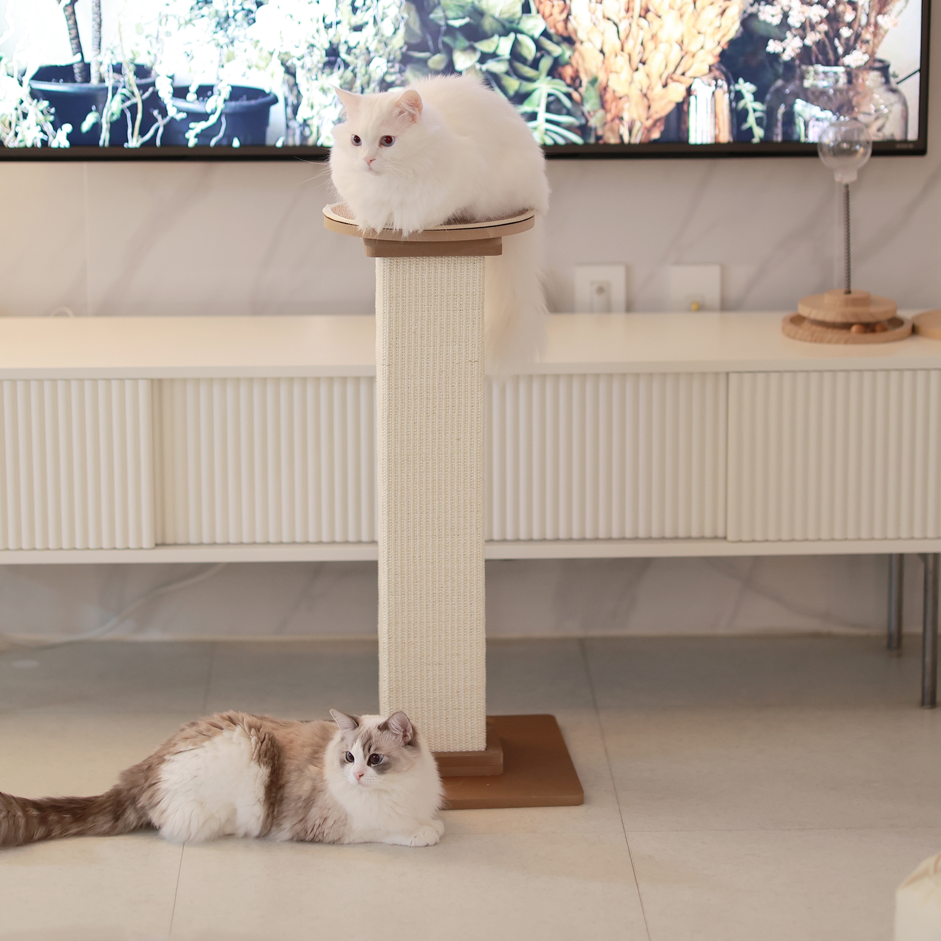 아토주 파우제 고양이 수직 스크래쳐+카페트 탑시트 세트