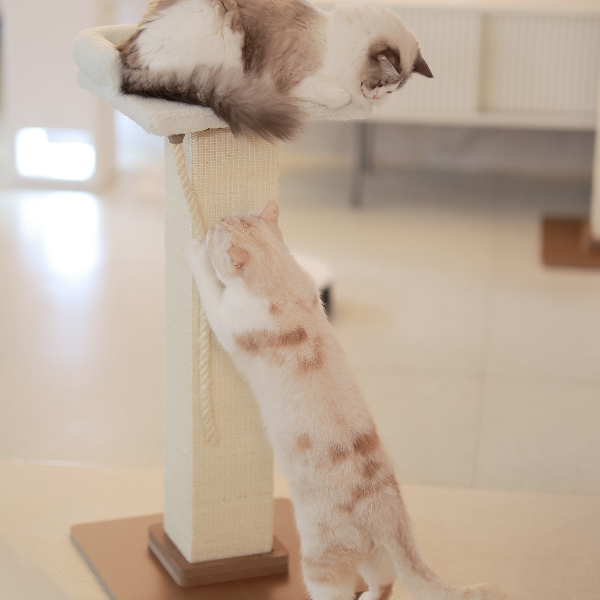아토주 파우제 고양이 수직 스크래쳐+플리스 탑시트 세트