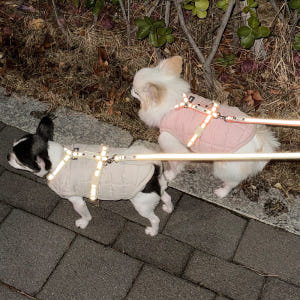 [강아지의날] 이름각인 야간반사 앞섬방지 H형 강아지 하네스 가슴줄 솔직 후기 | 실제 사용자 리뷰 총정리 - 상품 이미지 3
