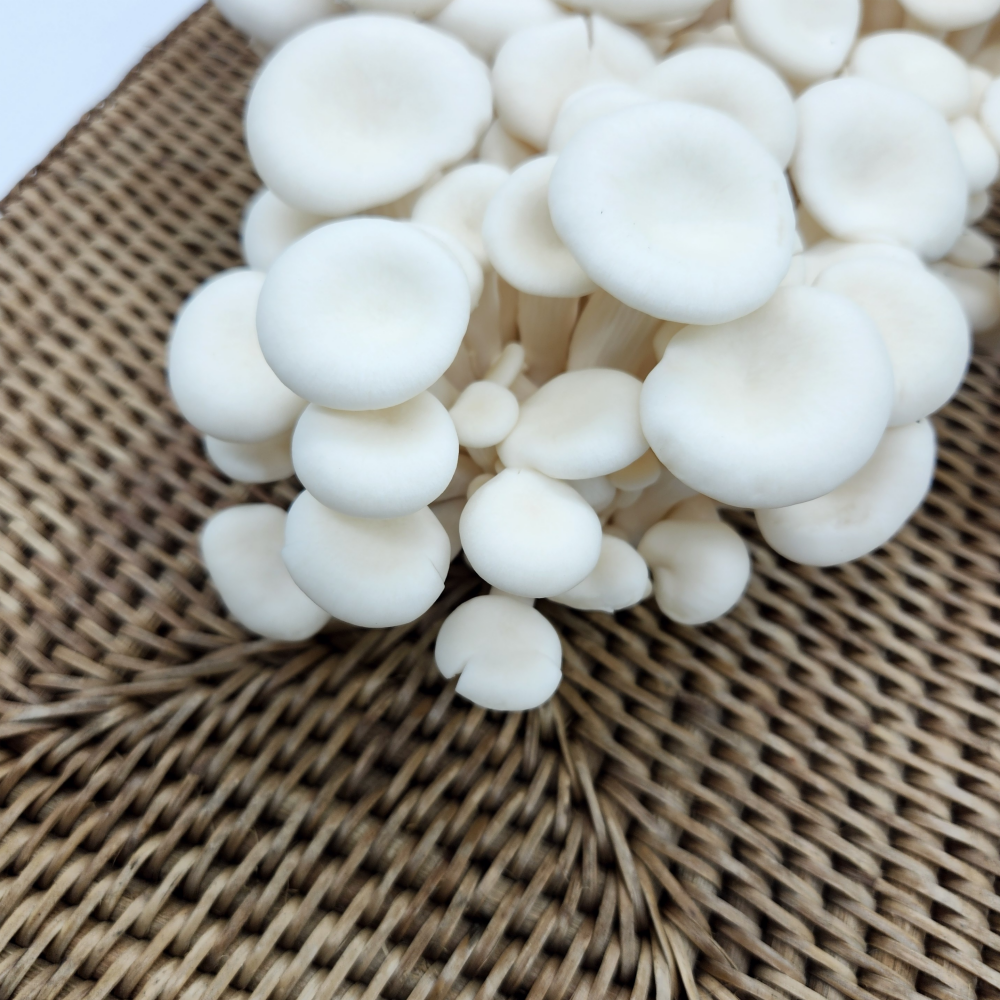 산지직송 무농약 GAP 인증 친환경 굴맛버섯 1 KG + 1 KG 대용량 흰 느타리