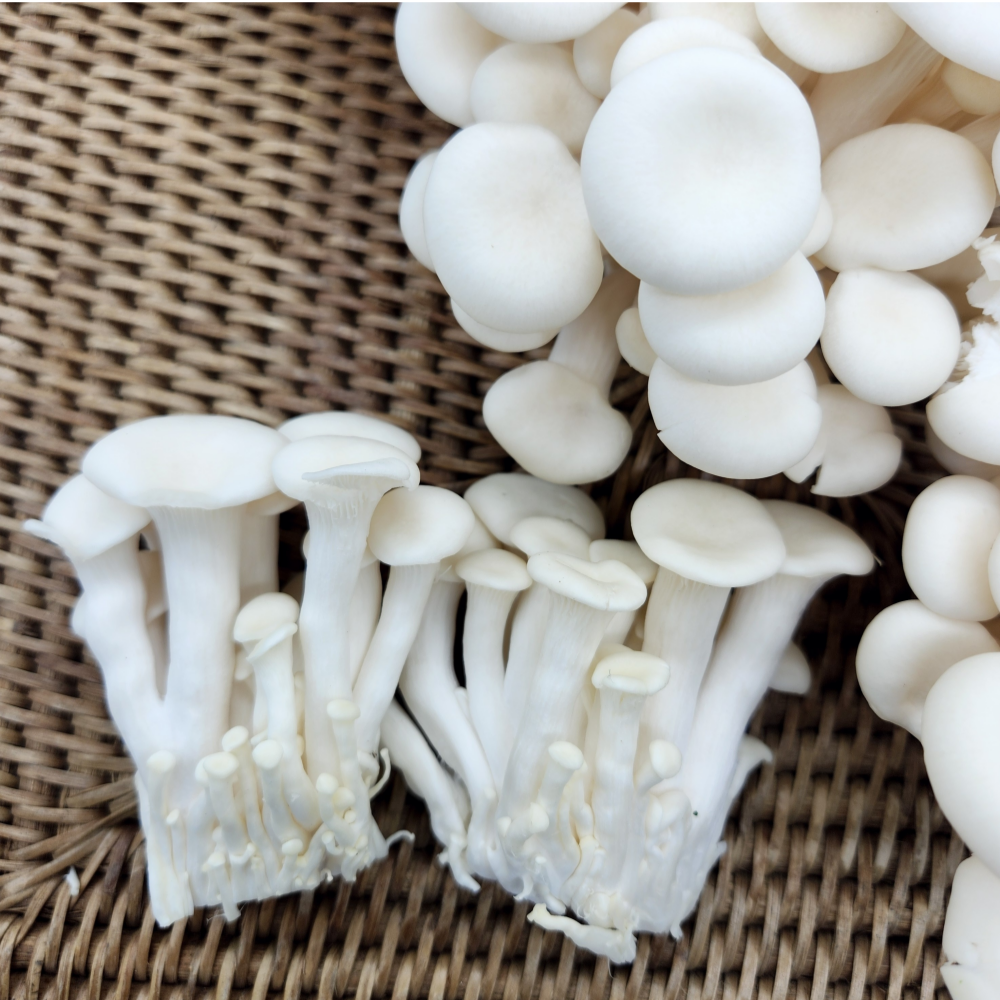 산지직송 무농약 GAP 굴맛버섯 1 kg 느타리 흰느타리