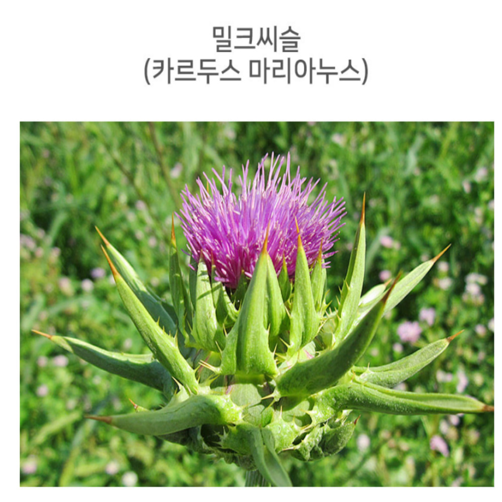 보령 간 유산균 간케어 간에좋은 450mg 60캡슐 - 상세 이미지 5