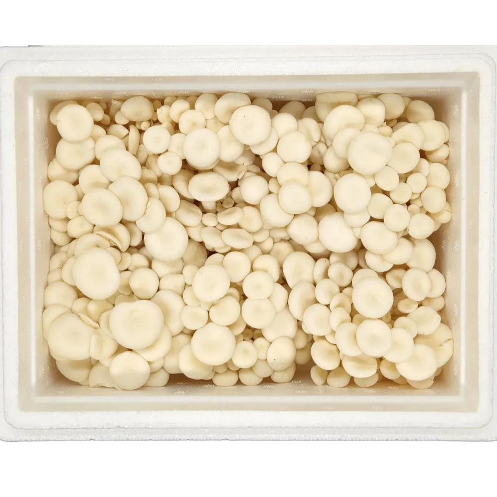 산지직송 무농약 GAP 굴맛버섯 1 kg 느타리 흰느타리 - 상세 이미지 3