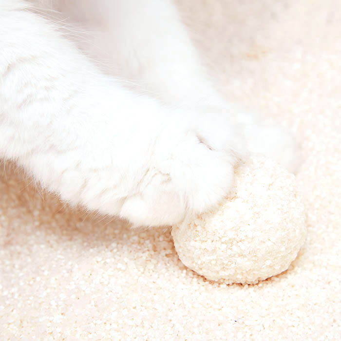 냥쌤 감동모래 카사바 (1ea/3ea) 친환경 먼지없는 고양이 모래 4.53L, 3개 - 상세 이미지 4
