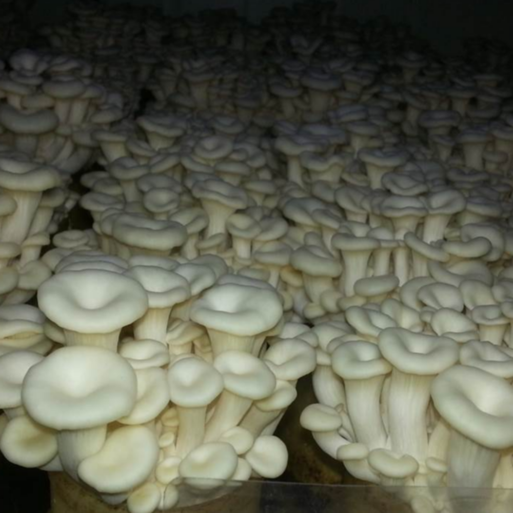 산지직송 무농약 GAP 굴맛버섯 1 kg 느타리 흰느타리 - 상세 이미지 4