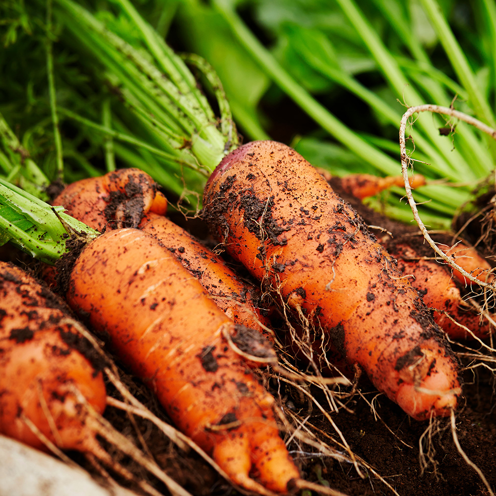 경남 달큰한 햇 흙당근 10kg 요리용 주스용 쥬스용 못난이 상 특 당일수확 직송