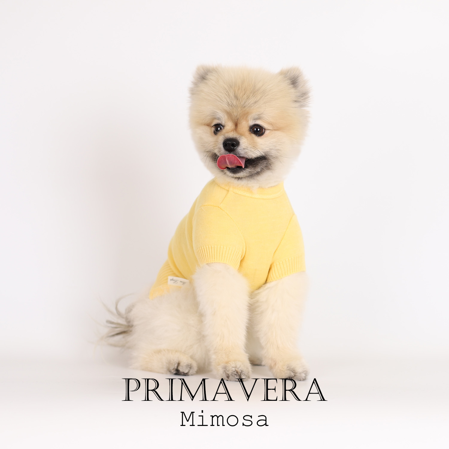 강아지옷 프리마베라 (PRIMAVERA) - 상세 이미지 2