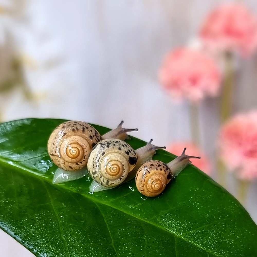 [명주달팽이] 1마리 달팽이 분양 토종 달팽이 키우기