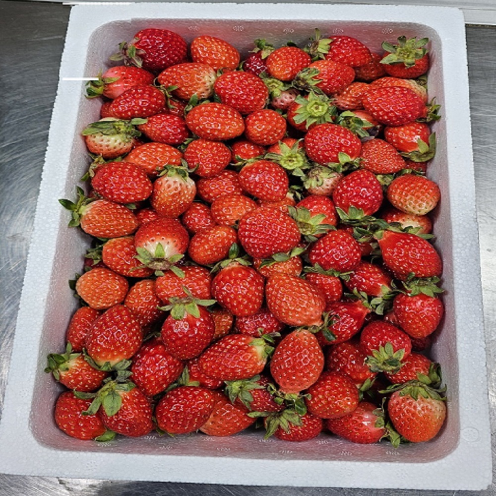 논산 대용량 생딸기 1.8kg 제철 직거래 벌크형 쨈청용 - 상품 이미지