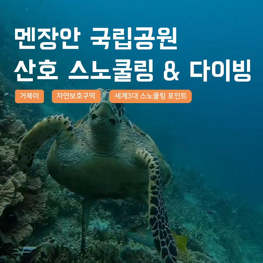 [발리] 멘장안 거북이 스노쿨링 스쿠버다이빙 해양 액티비티 산호 픽업샌딩 북부투어