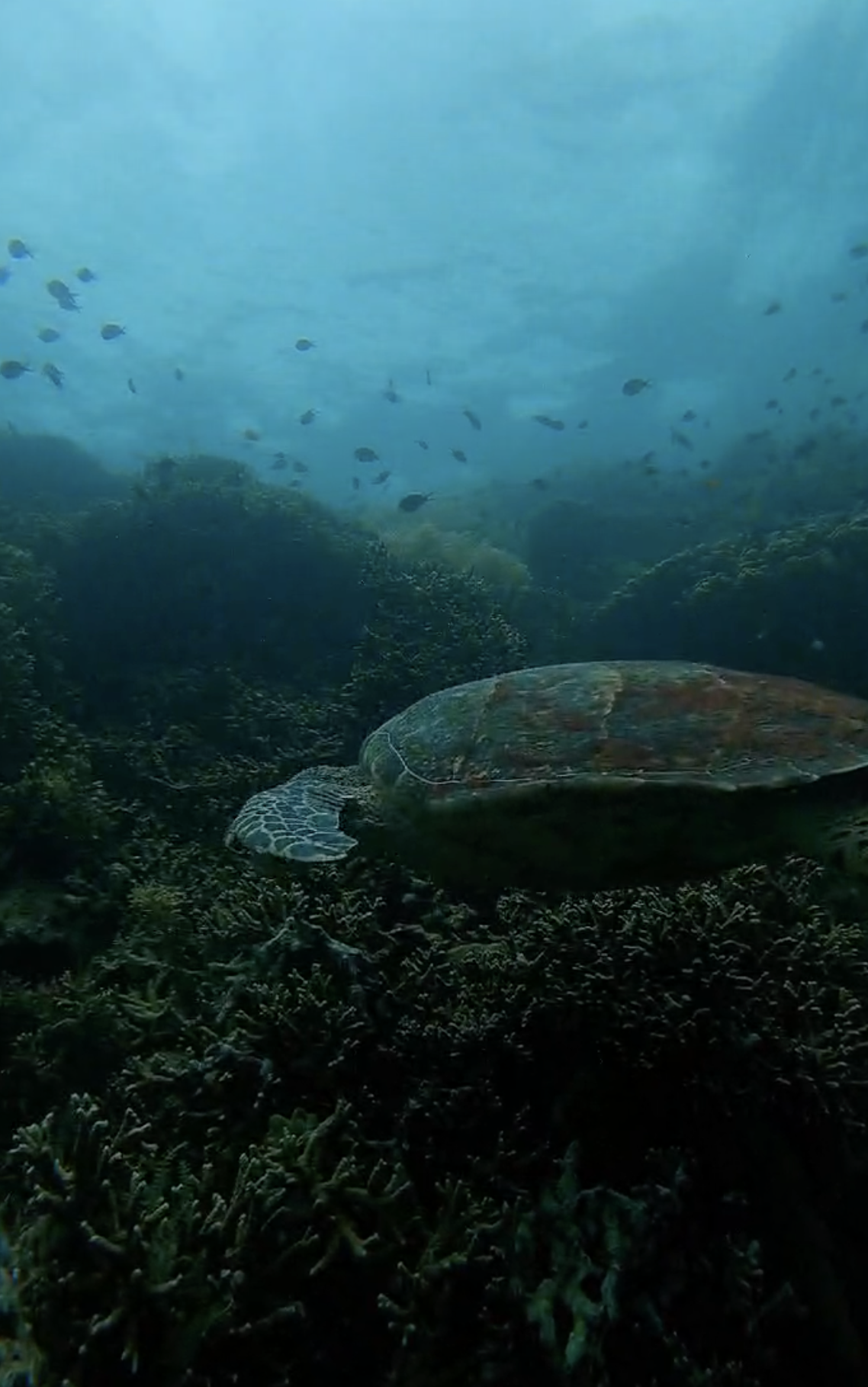 [발리] 멘장안 거북이 스노쿨링 스쿠버다이빙 해양 액티비티 산호 픽업샌딩 북부투어