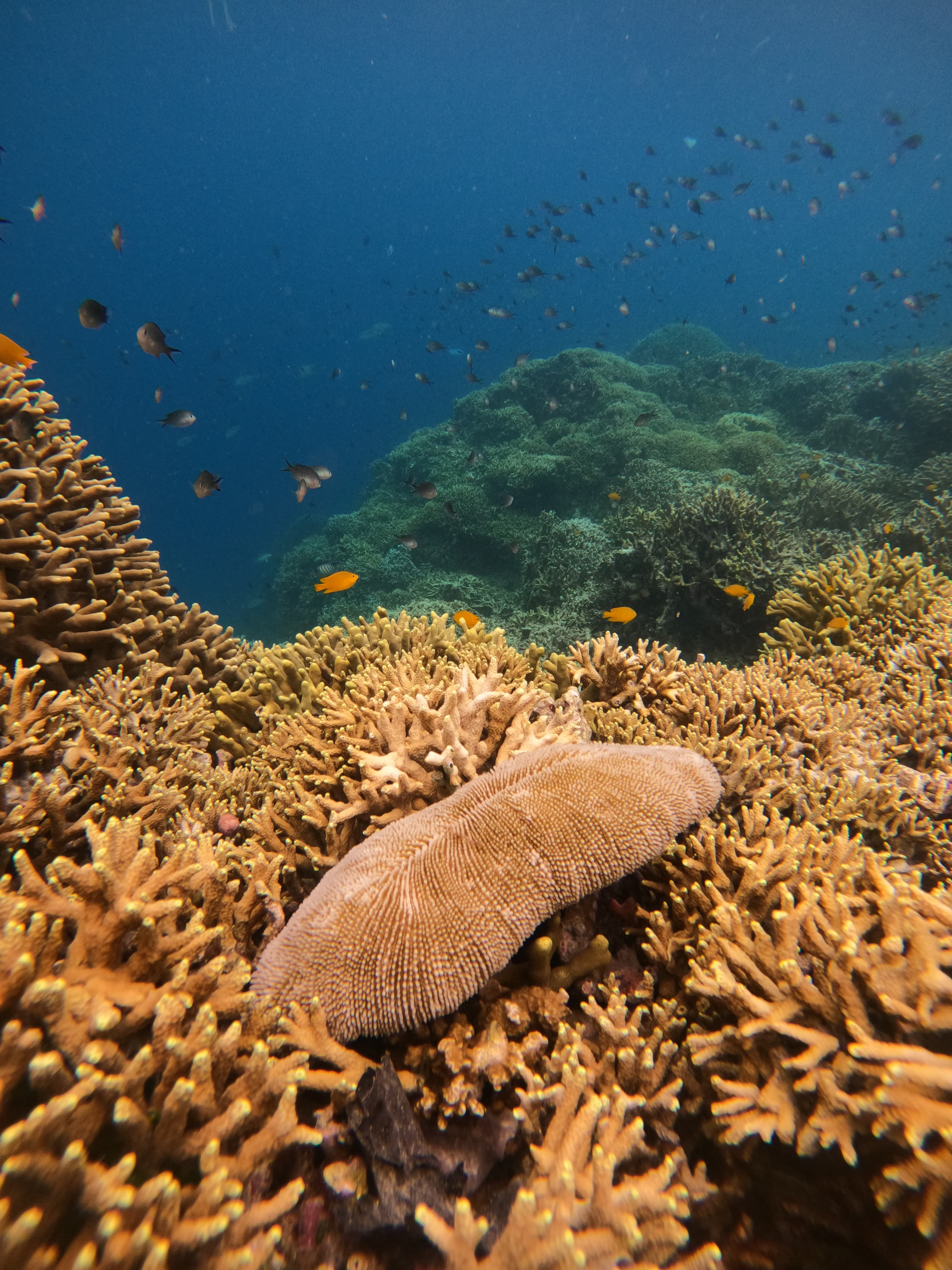 [발리] 멘장안 거북이 스노쿨링 스쿠버다이빙 해양 액티비티 산호 픽업샌딩 북부투어