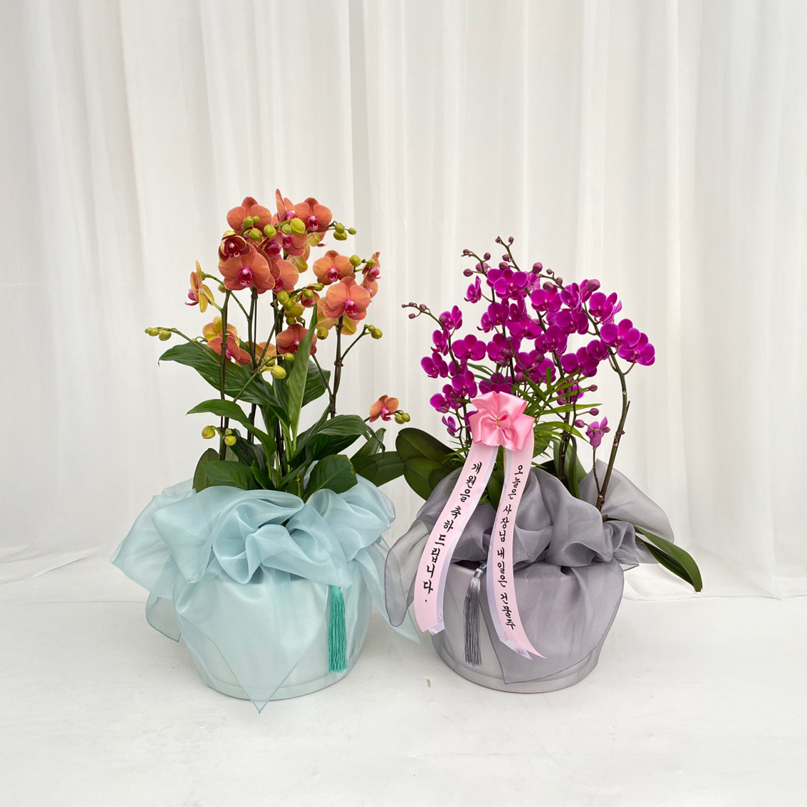 보자기 서양란 호접란 상견례 생일 예단 환갑 생신 어르신 선물 부모님 식당 개업 오픈 명절