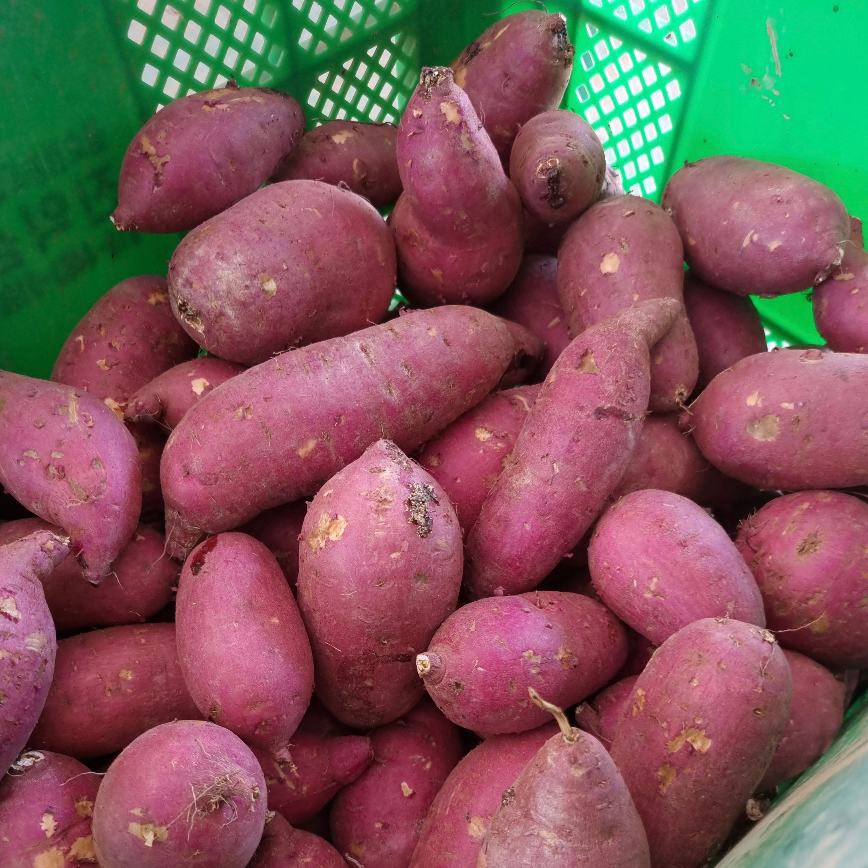 해남 황토 꿀 고구마 10kg 베니하루카 고구마 - 상세 이미지 2