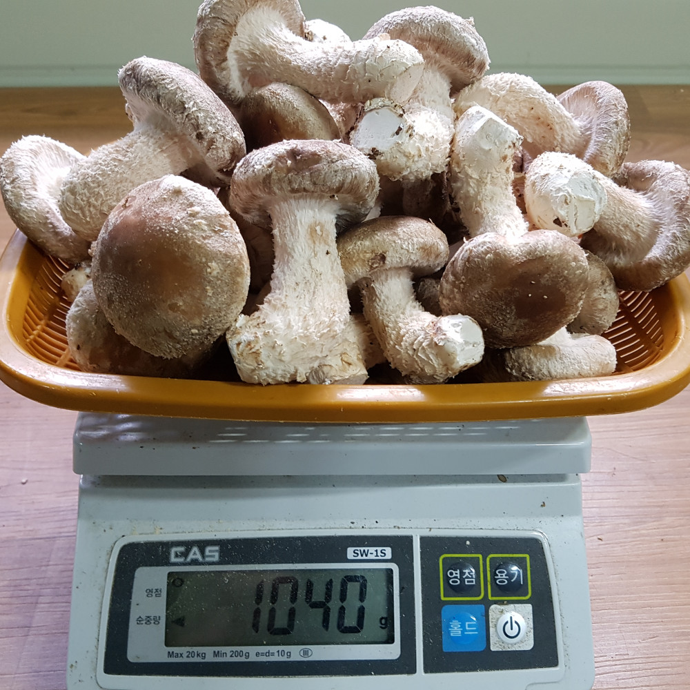 [신사리마을]착한송이 생버섯(중품)800g : 사이소 경북고향장터