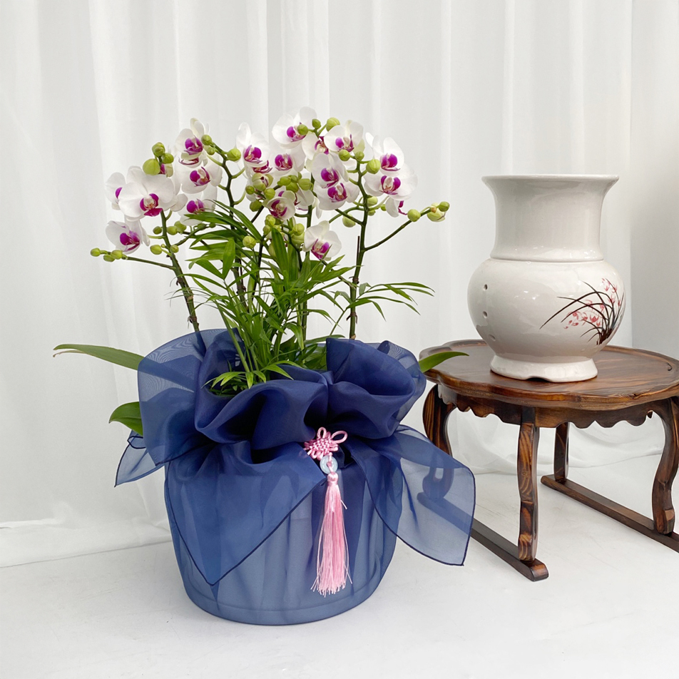 보자기 서양란 호접란 상견례 생일 예단 환갑 생신 어르신 선물 부모님 식당 개업 오픈 명절