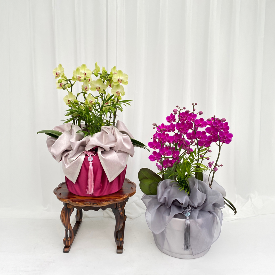 보자기 서양란 호접란 상견례 생일 예단 환갑 생신 어르신 선물 부모님 식당 개업 오픈 명절