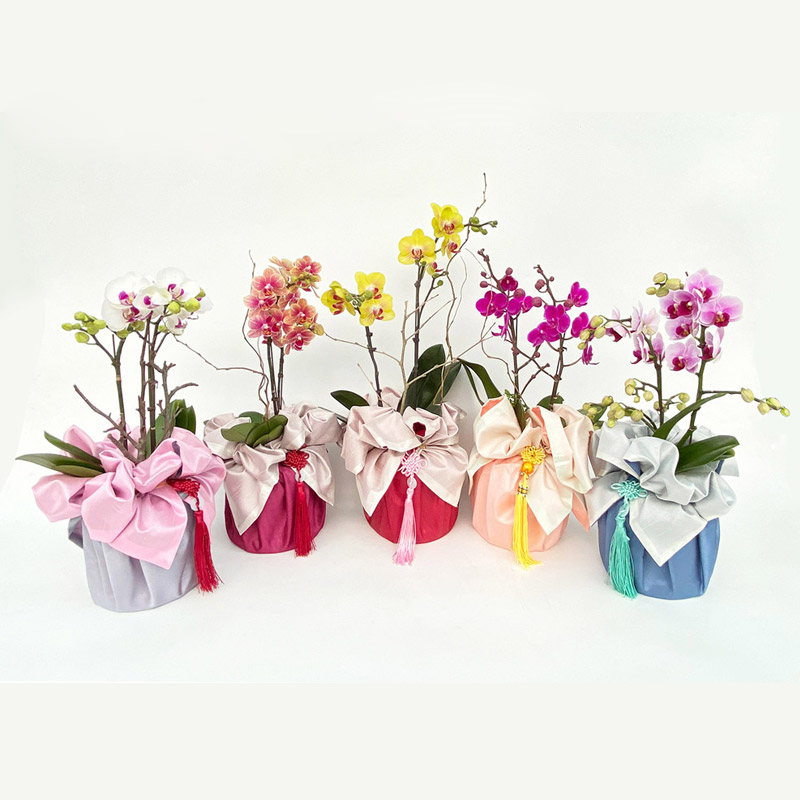 보자기 서양란 호접란 상견례 생일 예단 환갑 생신 어르신 선물 부모님 식당 개업 오픈 명절