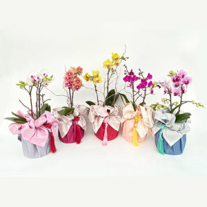 보자기 서양란 호접란 상견례 생일 예단 환갑 생신 어르신 선물 부모님 식... 솔직 후기 | 실사용자 리뷰 분석 - 상품 이미지 2