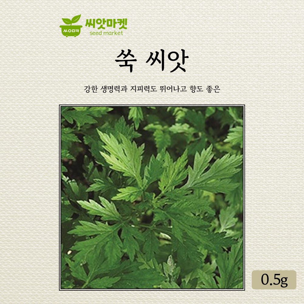 산들마켓 쑥 씨앗 0.5g 재래종 쑥씨 야생화 약초 종자 : 산들마켓샵