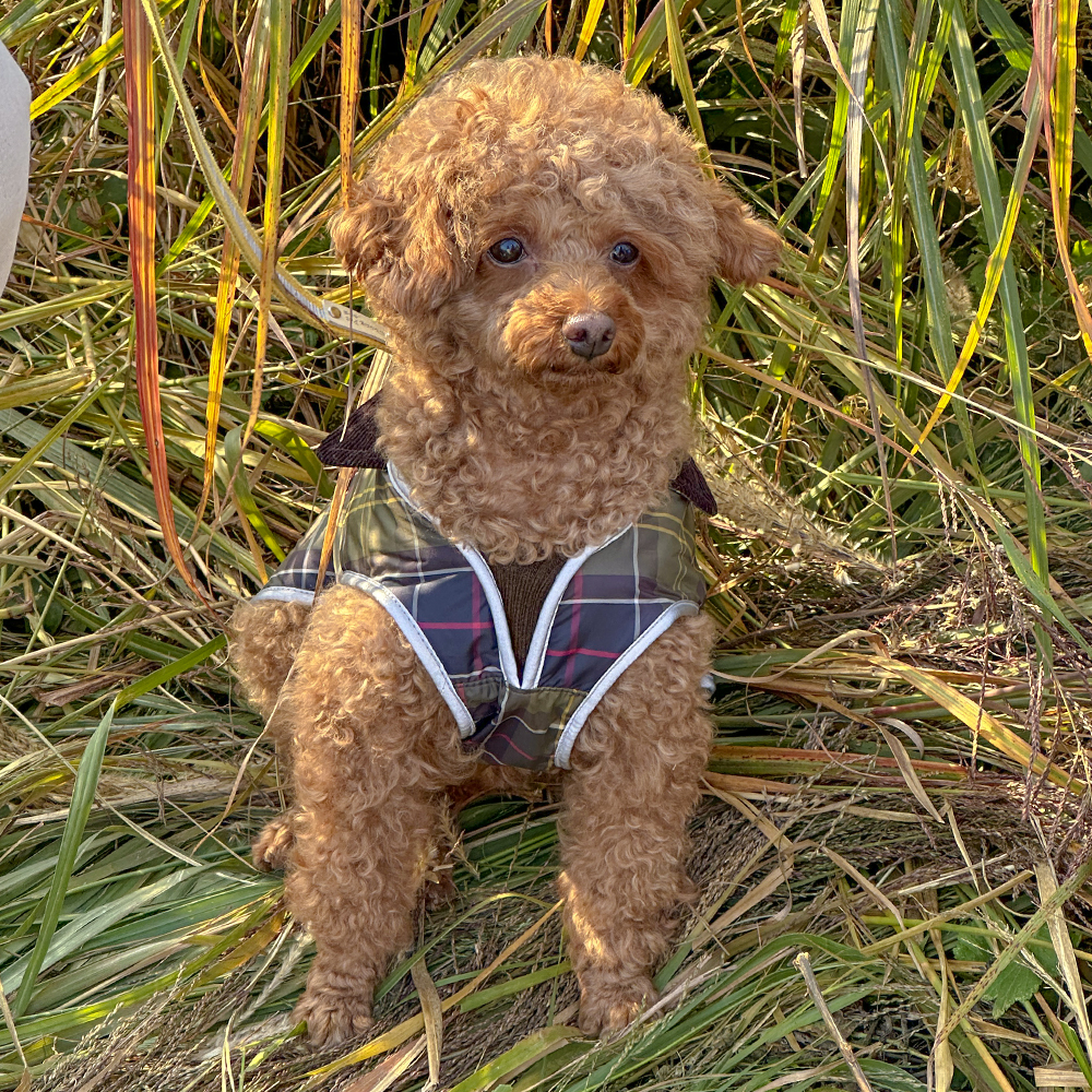 바버 강아지 방수 타탄 클래식 코트 패딩 자켓