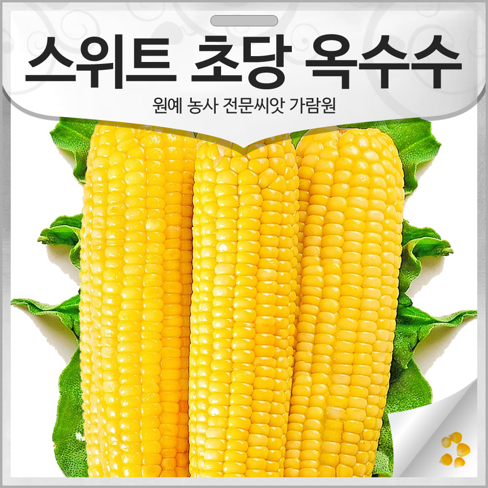 스위트 초당 옥수수 씨앗 초당옥수수씨 종자 100알 : 가람원