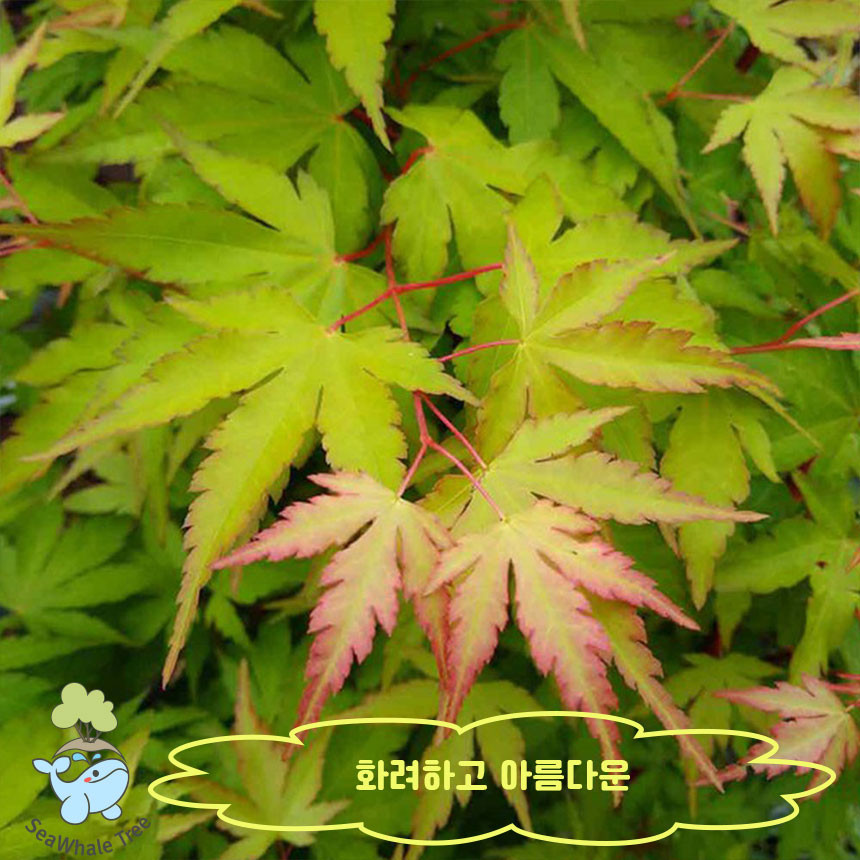 단풍나무 하금 신품종 나무 묘목 5치 포트묘 : 묘목,조경,인테리어 - 심폴
