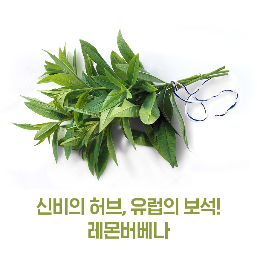레몬버베나 추출물 고함량 고농축 히비스커스 블랙새싹보리 복합정 - 상세 이미지 4
