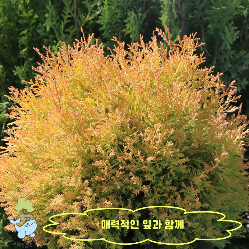 둥근 서양 측백 레인골드 묘목 나무 H0.8 포트묘 : 묘목,조경,인테리어 - 심폴