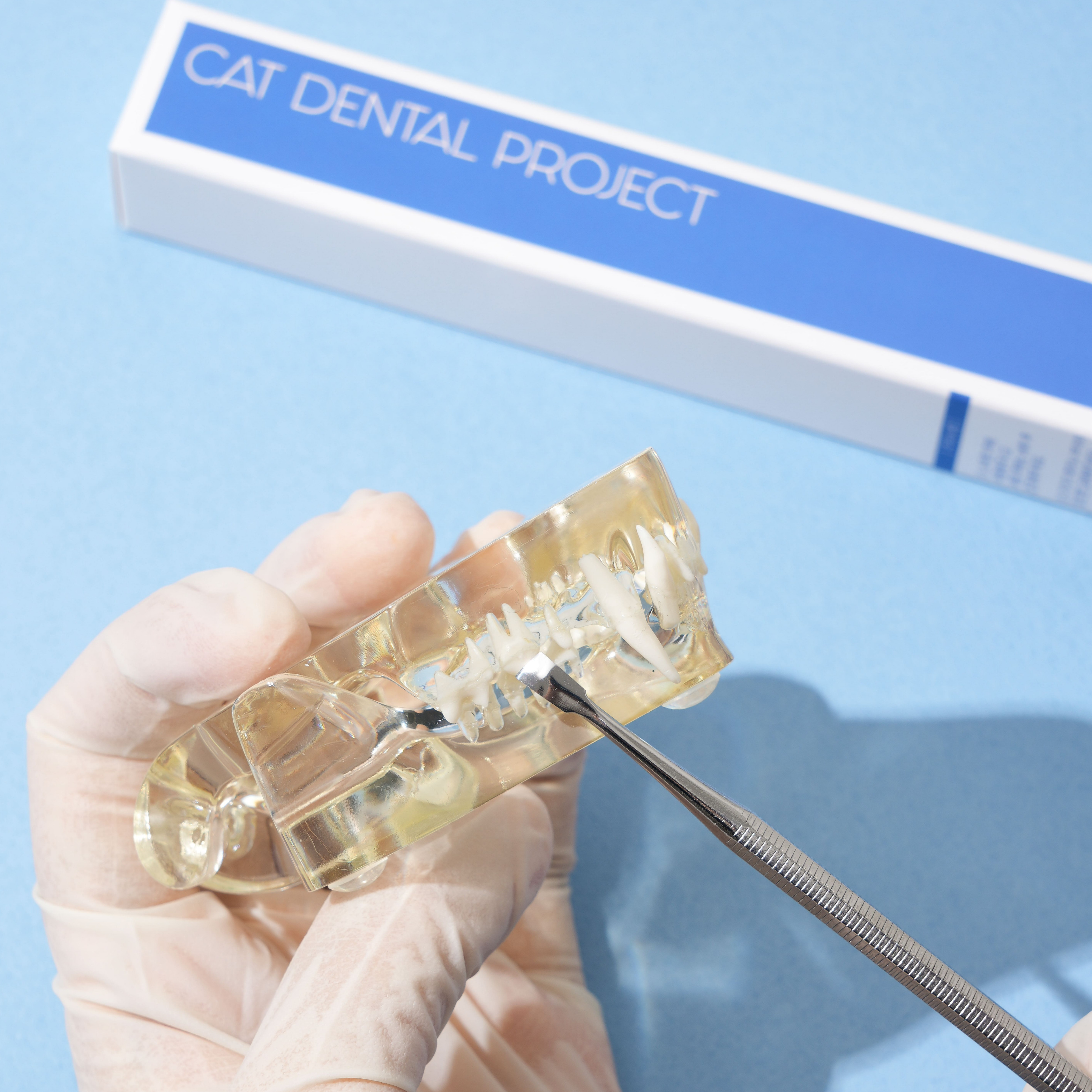 캣디피 고양이 치석제거기 CATDP 홈케일러 고양이 양치 치석제거 스케일링 이미지 3