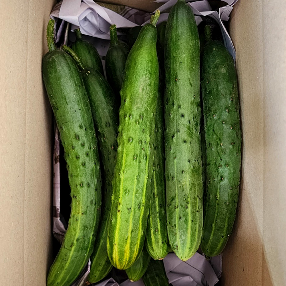 국내산 특품 백다다기오이 백오이 2kg, 1개 : 아리한유통