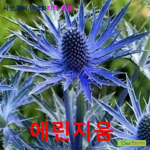 원통형 파란색의 에린지움  씨앗 20 립 : 올드마마