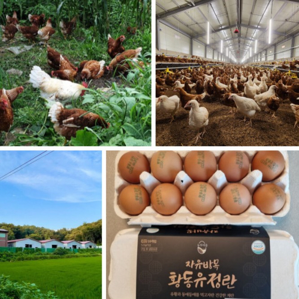 난각번호 1번 유정란 계란 황동 명품 산란당일 자연방사 자유방목 생계란 동물복지 20구