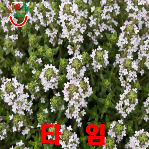 희귀씨앗 허브향이 강한 타임  씨앗 50립 : 팝스페이스