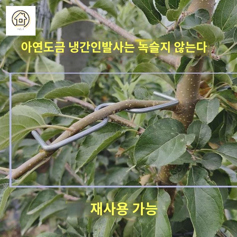 사과 과수원 가지고정 장치 클립 유인추 - 상세 이미지 3