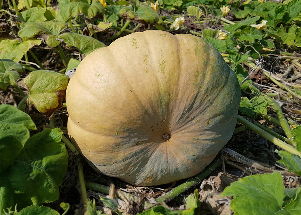 한상준 명인 마시는 호박 초콩 100g 30팩 천연 발효 - 상세 이미지 3