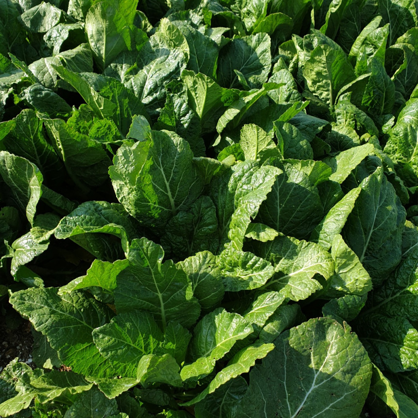 푸릇푸릇한 갓을 만나보세요?