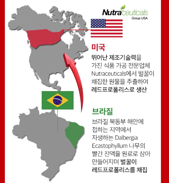 면역케어 레드 프로폴리스 츄어블 연질 캡슐 꿀벌 효과 플라보노이드 항균 면역 항산화 환절기 이미지 6