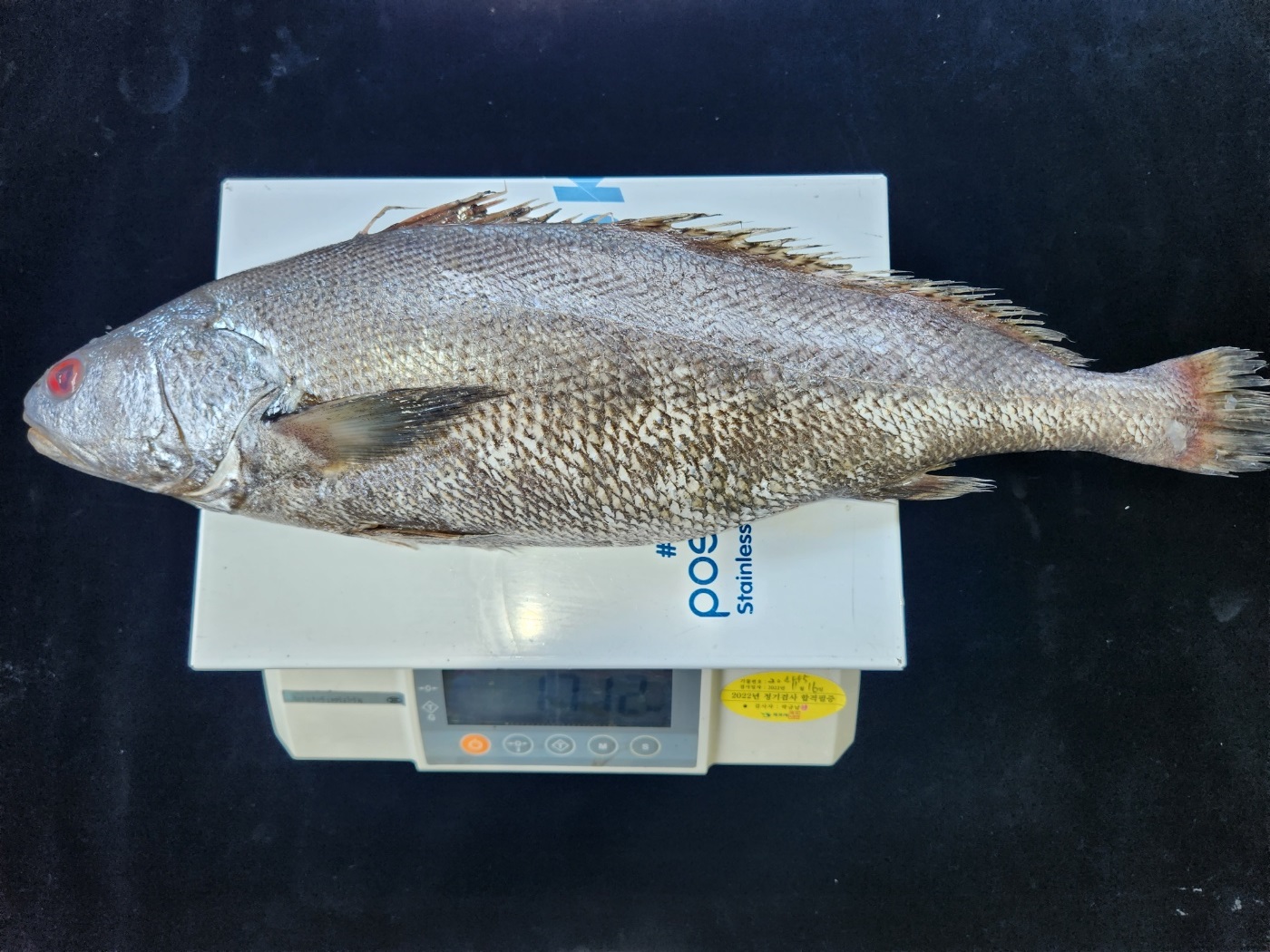 국내산 자연산 목포 손질 통 민어 한마리 1.3kg 여름철 보양식 부모님 - 상세 이미지 2