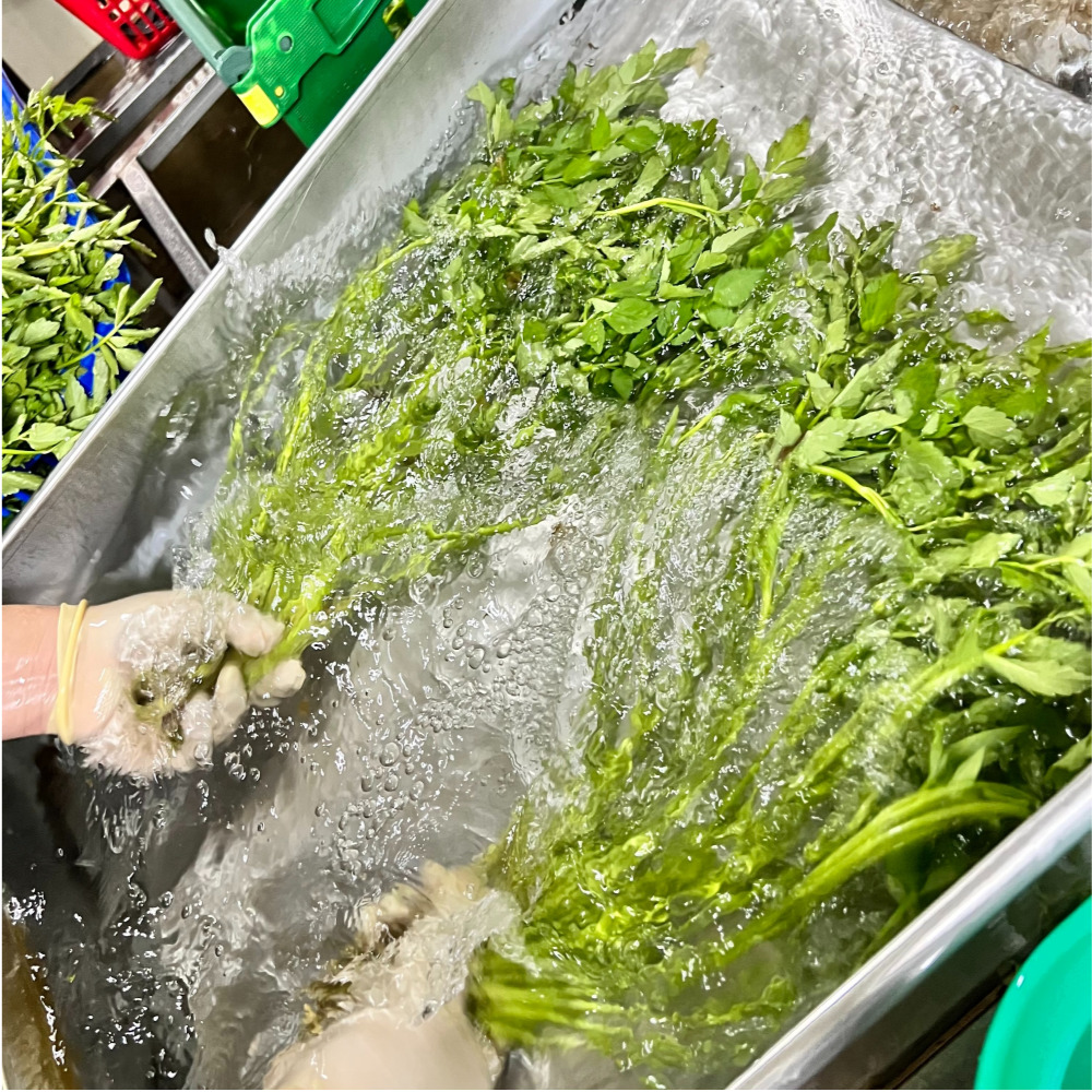 미나리 청도 무침 제철 산지 비빔밥재료 미나리 1kg - 상세 이미지 2
