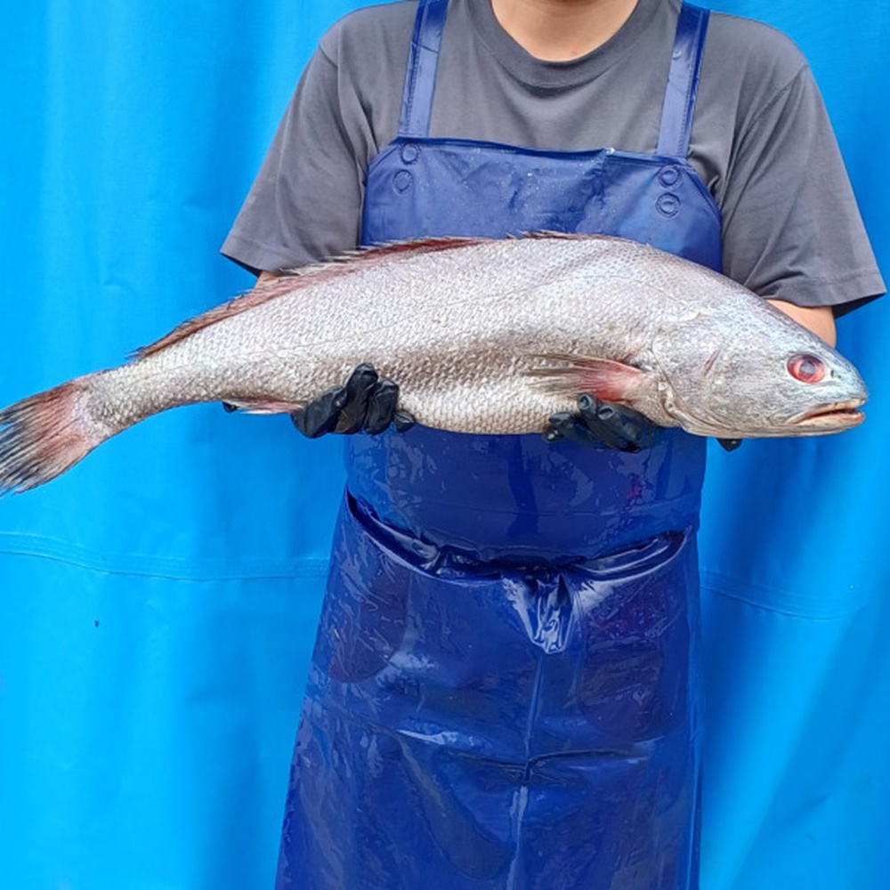 국내산 자연산 목포 손질 통 민어 한마리 1.3kg 여름철 보양식 부모님 - 메인 이미지