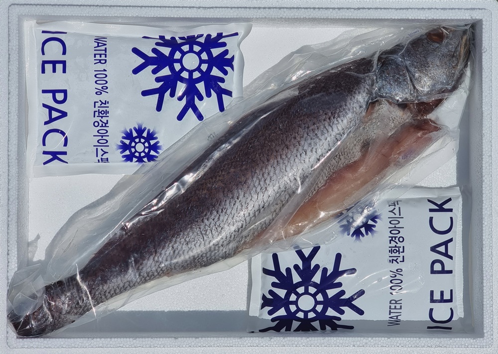 국내산 자연산 목포 손질 통 민어 한마리 1.3kg 여름철 보양식 부모님 - 상세 이미지 3