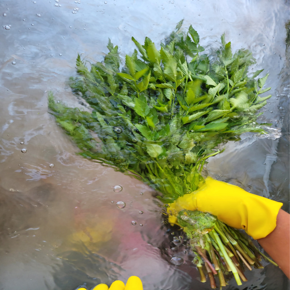 미나리 청도 무침 제철 산지 비빔밥재료 미나리 1kg - 상세 이미지 5
