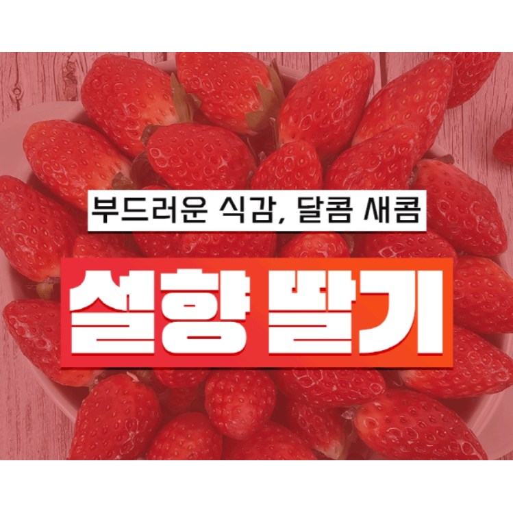 농장직송 고당도 설향딸기 생딸기 750g 설향 제철과일 논산딸기 산청... 프리미엄 딸기 제철과일 과일 딸기 설향 생딸기 750... 1개 : 칠자백성