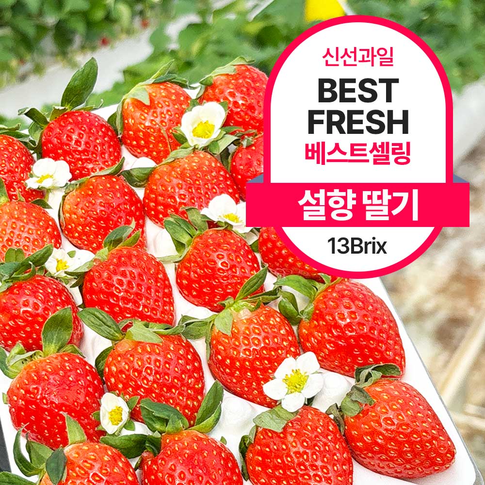 근기네 근기네 설향 딸기 금실 킹스베리 알타킹 죽향 장희 설향 500g 1개 : 칠자백성