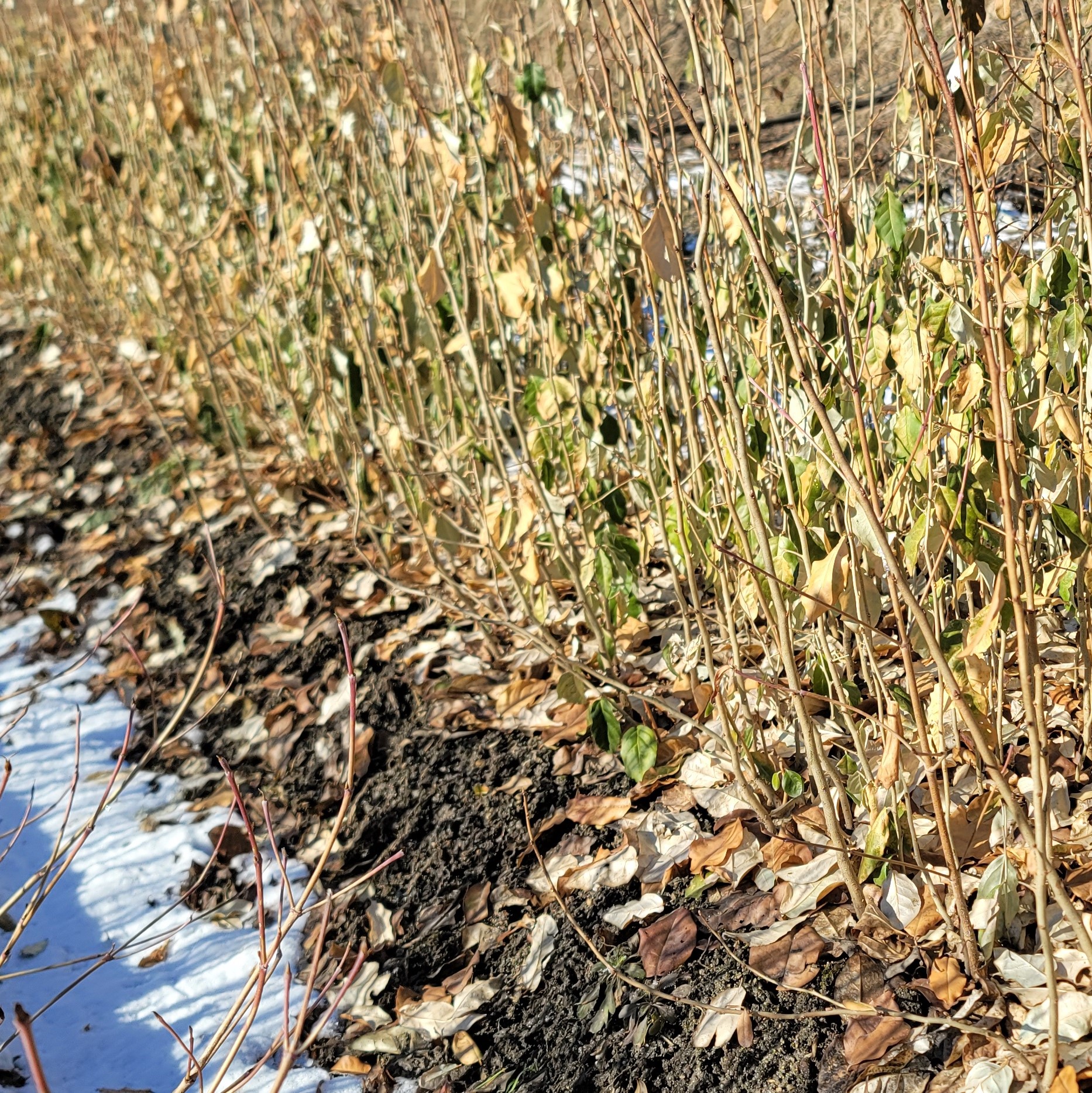 보리수나무 묘목 왕보리수 이미지 4