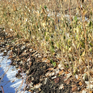 보리수나무 묘목 왕보리수 실사용 후기 | 효과 있을까? - 상품 이미지 4