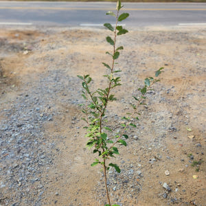 보리수나무 묘목 왕보리수 실사용 후기 | 효과 있을까? - 상품 이미지 2